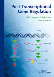 Post-Transcriptional Gene Regulation. RNA Processing in Eukaryotes