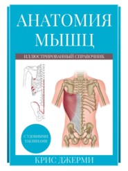 Анатомия мышц: иллюстрированный справочник