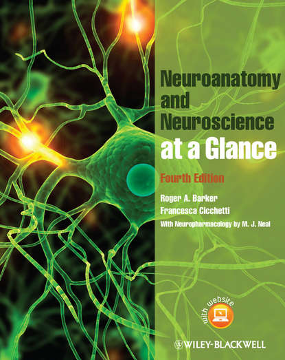 Neuroanatomy and Neuroscience at a Glance - Barker Roger A.