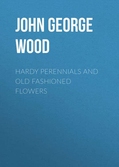 Hardy Perennials and Old Fashioned Flowers - John George Wood