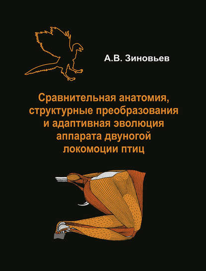 А. В. Зиновьев - Сравнительная анатомия, структурные преобразования и адаптивная эволюция аппарата двуногой локомоции птиц
