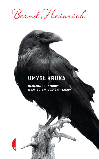 

Umysł kruka
