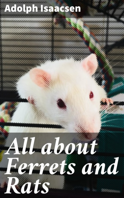 

All about Ferrets and Rats