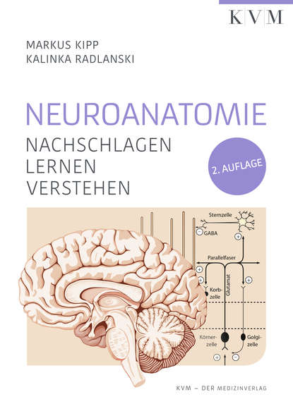 Neuroanatomie