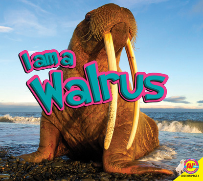 

Walrus