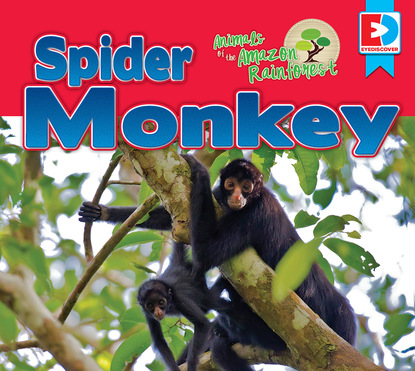 

Animals of the Amazon Rainforest: Spider Monkey