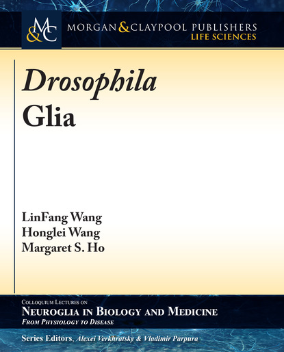 

Drosophila Glia