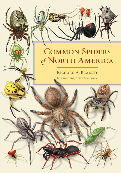 Richard A. Bradley - Common Spiders of North America