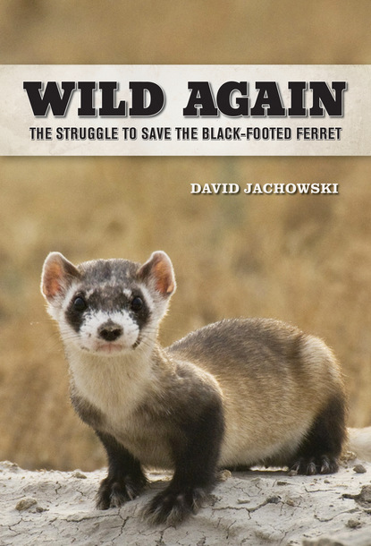 David S. Jachowski - Wild Again