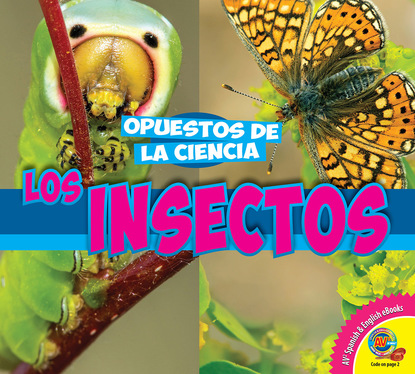 

Los insectos