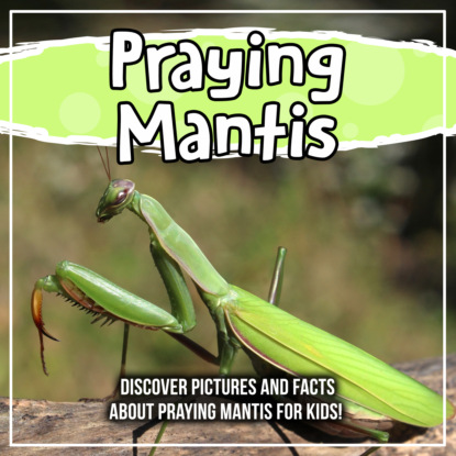 

Praying Mantis: Discover Pictures and Facts About Praying Mantis For Kids!