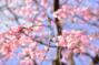Следуя путём цветка\". Цветы и цвета в японской культуре