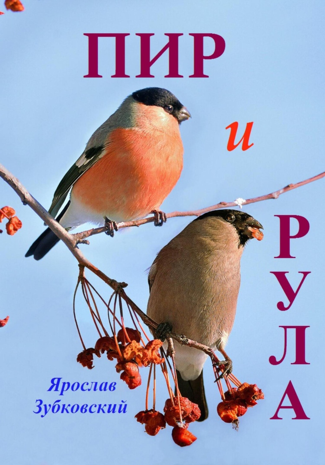 Снегири т. Снегирь обыкновенный pyrrhula pyrrhula. Снегирь (обыкновенный Снегирь) (pyrrhula pyrrhula). Снегирь птица самец и самка. Снегирь самка и самец.