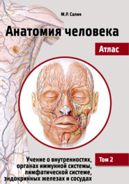 Анатомия человека. Атлас. Том 2. Учение о внутренностях, органах иммунной системы, лимфатической системе, эндокринных железах и сосудах